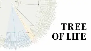 What is a Tree of Life?