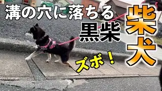【柴犬】溝にハマってしまった黒柴www