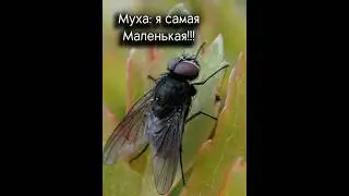 Да да... #актив #муха #сус #кринж