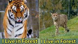 People mostly like Whom..