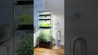 Green Up Your Home with Vego&rsquo;s Grow Light Garden!
