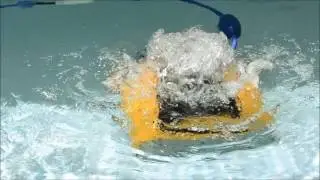Dolphin W 20 - Automated robotic cleaning for shallow pools