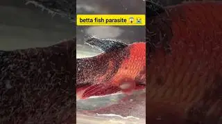 how to remove parasites from betta fish . 😱😱🥺🥺😔😔