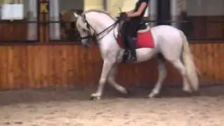 Ik op Sol V en les met Georges in Manege t'Hoefijzer