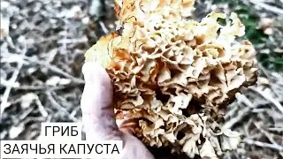 ГРИБ ЗАЯЬЧЯ КАПУСТА / Полезный гриб Спарассис Курчавый