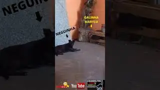 [🐈CHANDELITOS CATS]🛑CACHORRINHO Fofinho|NEGUINHA X GALINHA MARYLU 🤪 #Shorts