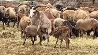 4 horn  breeding  #sheepherding #sheep #sheeplove  #mating #