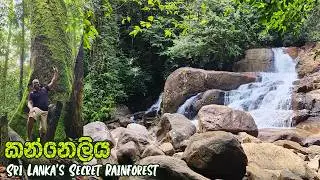 Exploring Kanneliya Rainforest - A 9KM Trail with Streams, Waterfalls, Ancient Trees & Underwater