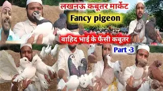 लखनऊ कबूतर मार्केट | Fancy pigeon | वाहिद भाई के फैंसी कबूतर | Part - 3 #pigeon #viralvideo 