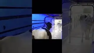 Cow washing machine #shorts