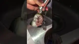 My Monkey have Best life #monkey #shorts #viral #animals