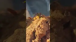 Cute wasps, sunbathing and playing.