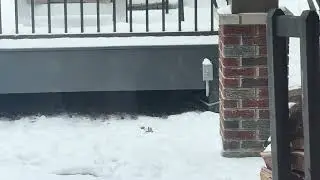 Lab crawling under pool