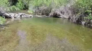 A Day on the Strawberry