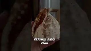 Helmet shell/cassis cornuta from pacific ocean Philippines