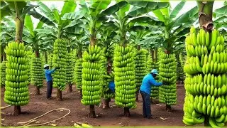 Inside a Modern Dried Banana Factory: How 1 Billion Boxes of Dried Bananas Are Made (Full Process).