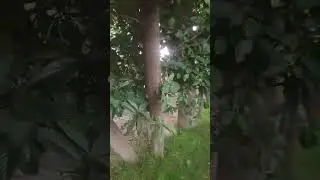 earn money from farming trees Italian poplar 03120151856