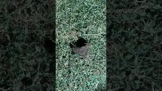 Gopher holes in Arizona right now are NO JOKE!😳🦫 #greenmachinepestcontrol #azpestcontrol #gophers