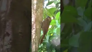Woodcreeper 🇨🇷 Costa Rica