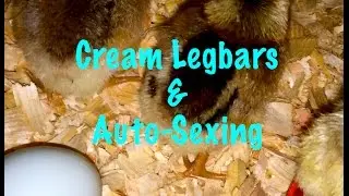 Auto~Sexing Cream Legbars