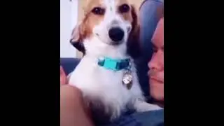Smiling dog meme