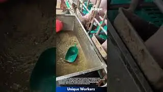 Feeding pigs: a farmer providing nutritious food to his pigs