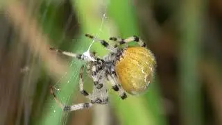 Four-spotted Orb Weaver