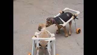 Puppies🐶 | Spinal Injury| Running on wheels | Jivdaya Charitable trust | Animal Welfare | Ahmedabad