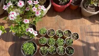 How to grow Vinca seeds 👍vinca को seeds से कैसे germinate करे 🪴