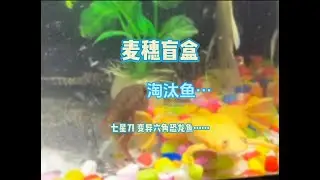 今天竟然碰巧让我赶上了包精品鱼，！那这不是走大运了嘛～哈哈哈#麦穗盲盒