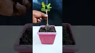 How to grow guava plant at home from stem || Best & easy method for planting //#highlights