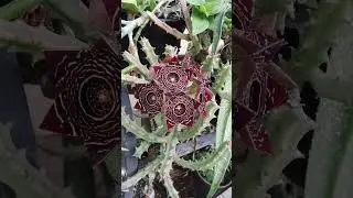Caralluma Crenulata - Cactus 🤩 #flower #viral