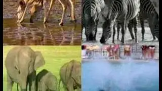 Mini Clubman - Animals Drinking Commercial