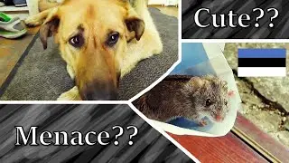Striped Field Mouse - Estonian Nature (Original footage only)