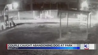 Dog abandoned at Bartlett park searches for new home