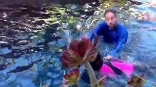 The Dog Savant: Teaching Standard Poodle How to Swim