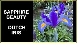 Sapphire Beauty Dutch Iris #backyardgardening #zone7