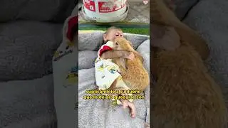 The kind monkey adopted a rabbit #animals #Friendship #Us