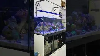 reef tank #aquarium #aquascape #aquariumfish #fishtankdesign #fishtank