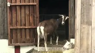 Goat kidding (advice from the British Goat Society)