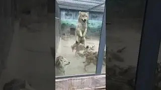 Funny wolf😍😍. #wolfcabin #wolf #canada #puppy #puppies #pups #cucciolo #cuccioli