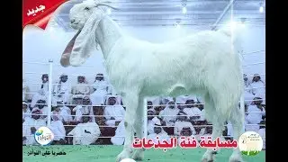 مهرجان النعيرية للماعز الأبيض المطور(فئة الجذعة)