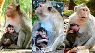 Cute Virgil baby hugs mum very lovely and friendly get sweet milk.
