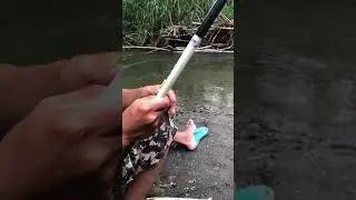 Diluar presiksi netijen #fishing #strike #shortvideo #shorts
