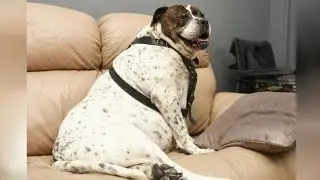 Obese Dogs Diet Of Biscuits And Pasta