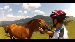 Animals v Humans (When Animals Decide to Fight Back)