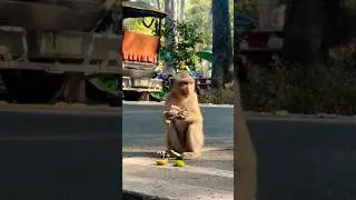 Cute baby monkey eating guava 🐒💙🥰| Please Subscribe 🙏🏻🥰#angkorwat #monkey #shorts