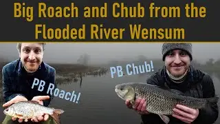 Big Roach and Chub from the Flooded River Wensum: River Foss Fishing - Ep. 33