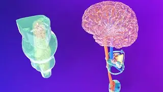 3D-эмбриология продолговатого мозга - Эмбриология ромбовидного мозга, часть 2 - Нейроэмбриология,...