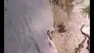 Fudpuckers Alligators
